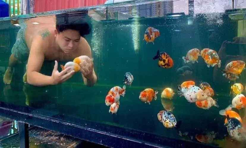 Không chỉ ngồi ngắm, người đàn ông này còn lao vào bể để bơi cùng "tình yêu" cá cảnh.