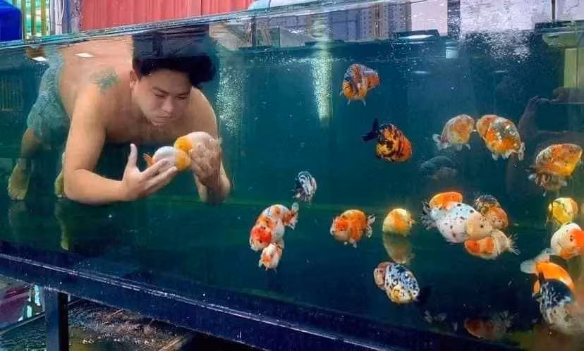 Không chỉ ngồi ngắm, người đàn ông này còn lao vào bể để bơi cùng "tình yêu" cá cảnh.