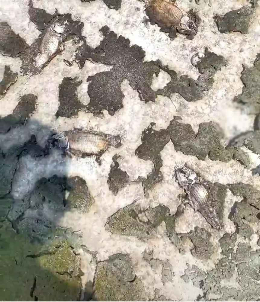 Cụ thể, người đàn ông đã nuôi cá trên sân thượng 10 năm nay, sau khi có chuyến công tác dài ngày về, ông bố lên kiểm tra ao cá của mình.