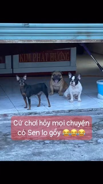 Vào trang cá nhân của chủ những chú chó, có không ít hình ảnh ghi lại được cảnh chúng đang ngang nhiên chạy chơi ngoài chốt, chẳng sợ ai và cũng... không đeo khẩu trang gì cả.