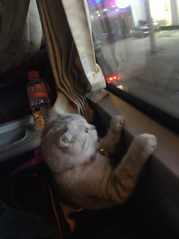 Bởi hầu hết các nhà xe đều kiêng mèo. Họ quan niệm rằng mèo lên xe sẽ dẫn đến những tình huống xấu.