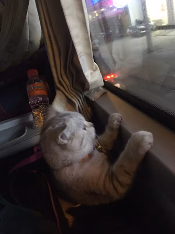 Bởi hầu hết các nhà xe đều kiêng mèo. Họ quan niệm rằng mèo lên xe sẽ dẫn đến những tình huống xấu.