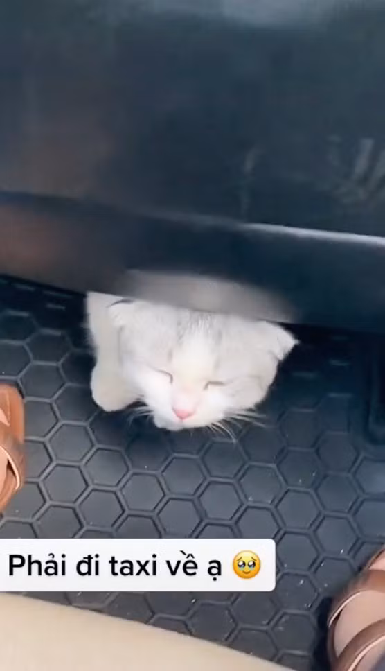 Vì vậy, họ đã yêu cầu cô gái cho mèo vào balo và để dưới gầm xe. Do không muốn bé mèo phải chịu khổ nên cô gái quyết định xuống giữa đường và bắt xe khác.