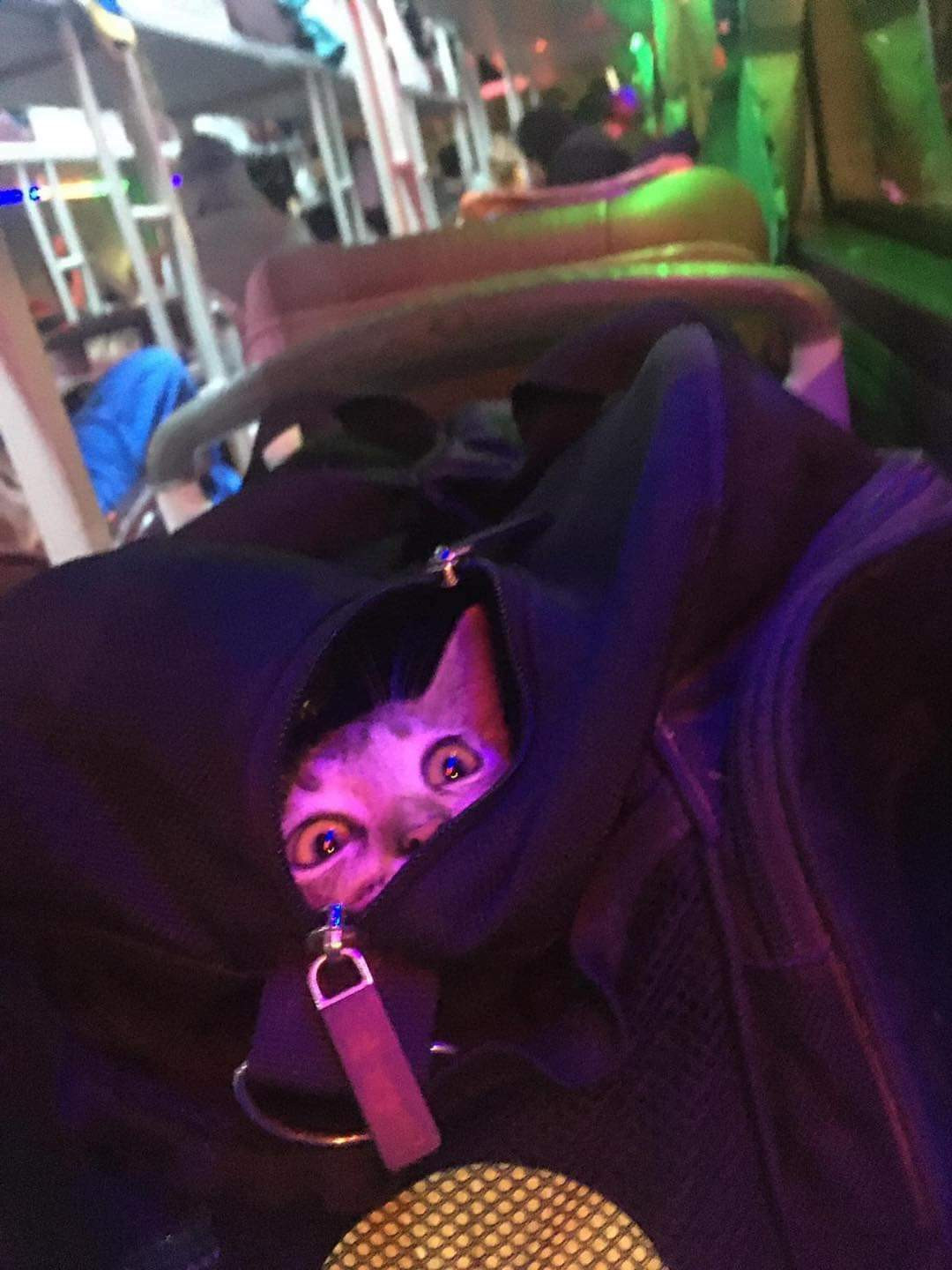 Chưa kể, mèo còn có thể gây ảnh hưởng đến những hành khách xung quanh, làm mất vệ sinh xe.