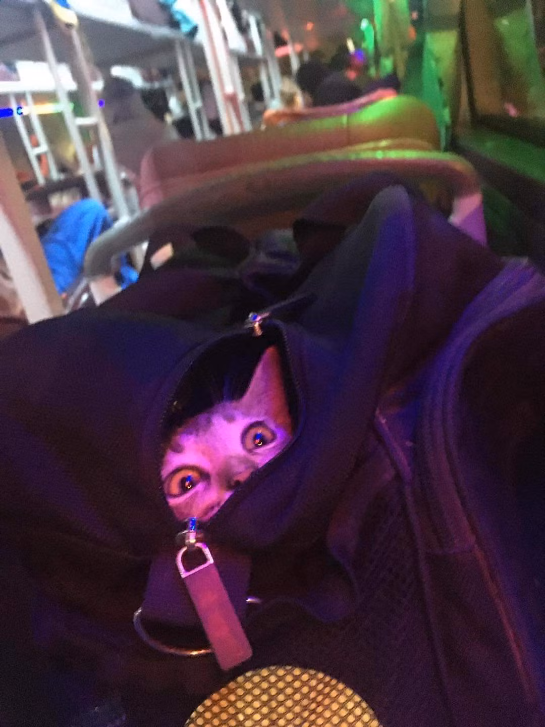 Chưa kể, mèo còn có thể gây ảnh hưởng đến những hành khách xung quanh, làm mất vệ sinh xe.