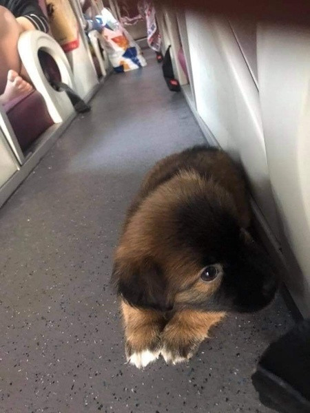 Thực tế, câu chuyện mang chó, mèo lên xe khách đã nhiều lần khiến dân tình bàn cãi sôi nổi. Trước đó, một nữ hành khách quê ở xã Hồng Ngự, tỉnh Đồng Tháp cũng đã bị một nhà xe đuổi xuống đường giữa đêm vì mang theo một con mèo. Điều này đã khiến nữ hành khách vô cùng hoảng sợ và khó chịu.