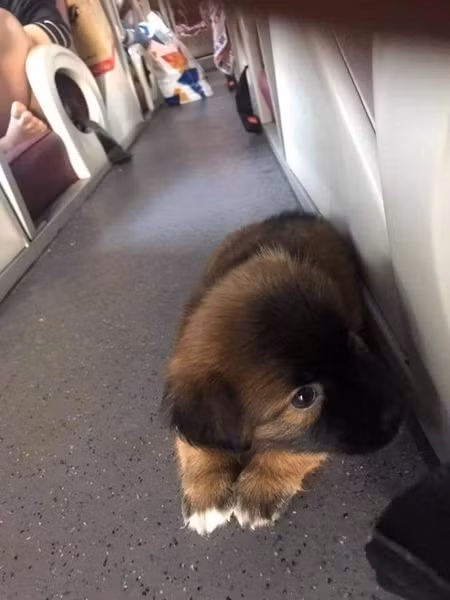 Thực tế, câu chuyện mang chó, mèo lên xe khách đã nhiều lần khiến dân tình bàn cãi sôi nổi. Trước đó, một nữ hành khách quê ở xã Hồng Ngự, tỉnh Đồng Tháp cũng đã bị một nhà xe đuổi xuống đường giữa đêm vì mang theo một con mèo. Điều này đã khiến nữ hành khách vô cùng hoảng sợ và khó chịu.