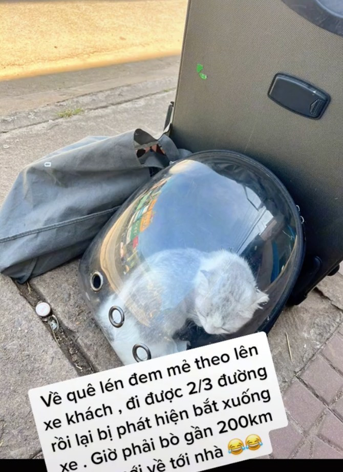 Tuy nhiên, đi được 2/3 quãng đường, cô bị chủ xe phát hiện lén mang mèo lên xe.