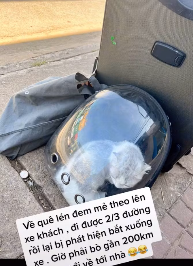 Tuy nhiên, đi được 2/3 quãng đường, cô bị chủ xe phát hiện lén mang mèo lên xe.