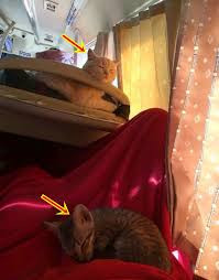 Số khác lại cho rằng mọi người không nên quá khắt khe với cô gái. Có lẽ vì quá yêu thương thú cưng, không muốn để bé mèo ở một mình trong nhiều ngày nên cô nàng mới bất chấp như vậy.