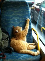 Đến nay, đoạn clip cô gái bị đuổi xuống xe vì lén mang mèo theo vẫn được dân tình bình luận rầm rộ. Rất nhiều ý kiến trái chiều đã được đưa ra.