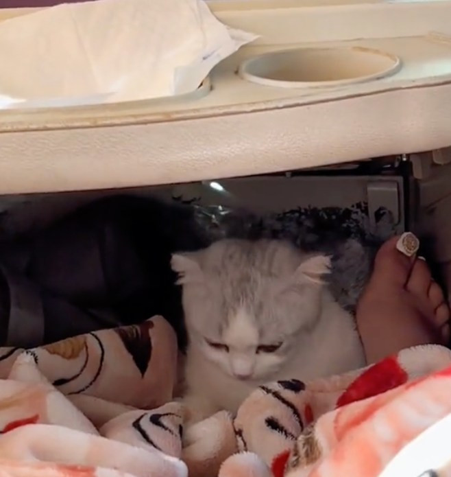 Vừa qua, dân mạng đã không ngừng xôn xao, bàn tán về đoạn clip ghi lại sự việc một cô gái bị đuổi xuống giữa đường vì lén mang mèo lên xe khách. Cũng vì vậy nên cô phải tự tìm cách vượt 200km còn lại để về nhà.