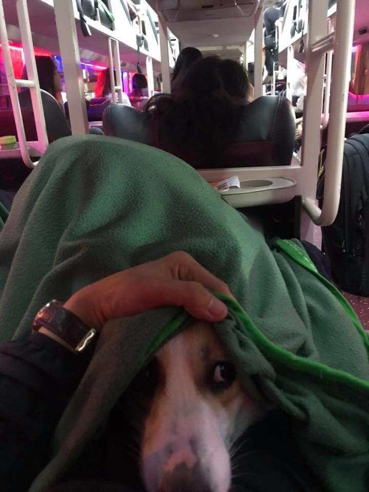 Một số bình luận cũng khuyên cô gái nên hỏi từ trước, sau đó chọn phương tiện phù hợp, như vậy mới không bị đuổi xuống giữa đường, cũng tránh mất tiền thêm vì bắt taxi.