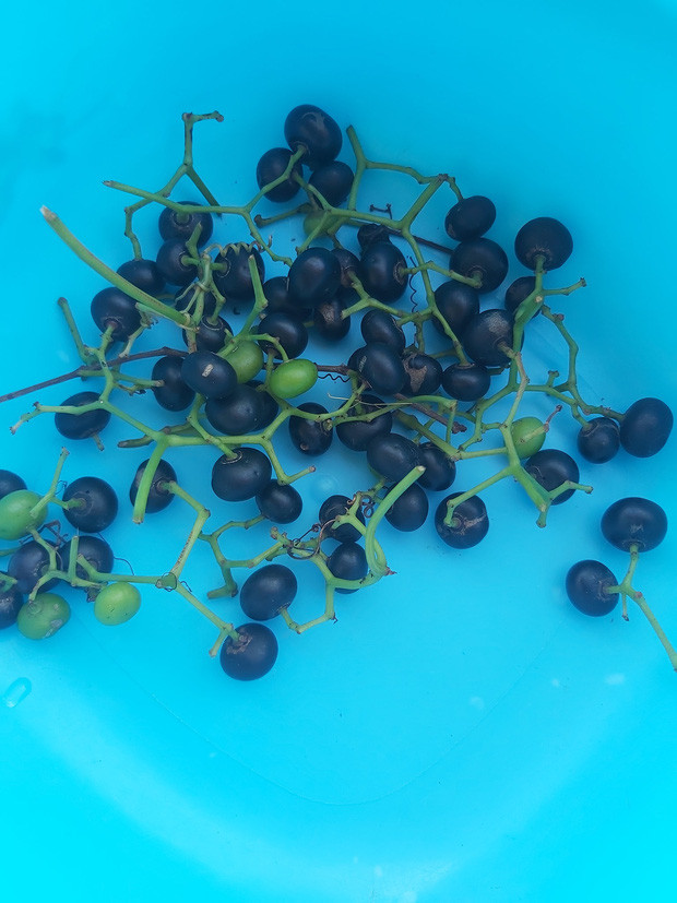 Trái giác là loại trái dại mọc nhiều ở một số vùng miền Tây như Kiên Giang, Cà Mau.