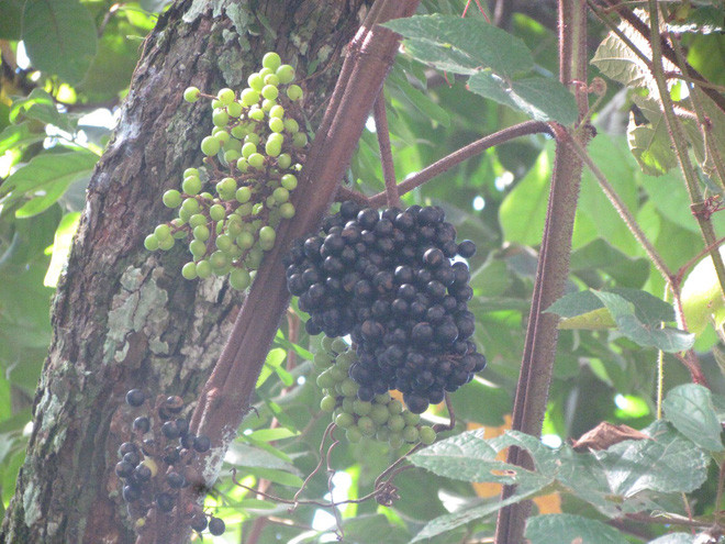 Đây là loại cây leo thân gỗ, thường mọc lên những mảng tường cao, khó hái. Trái giác sẽ có hình tròn dẹt, kích cỡ nhỉnh hơn viên trân châu một xíu.
