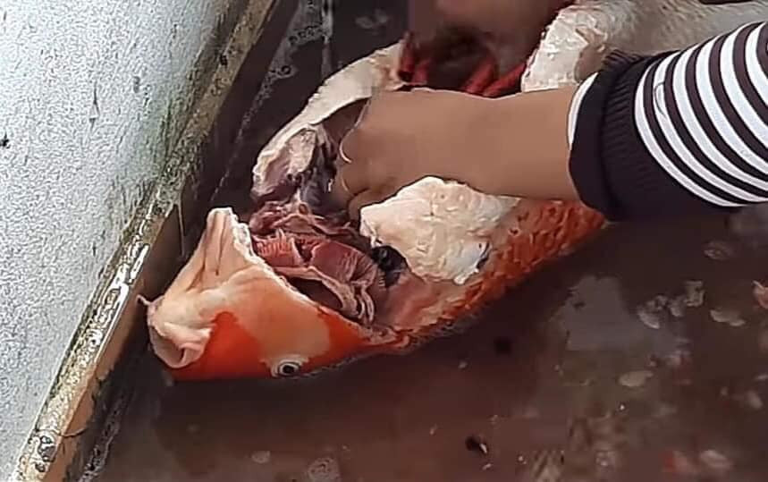 Bên cạnh bài viết, cô vợ còn không ngần ngại đăng tải bức ảnh ghi lại từng công đoạn làm con cá chép Koi tiền tỷ của chồng.