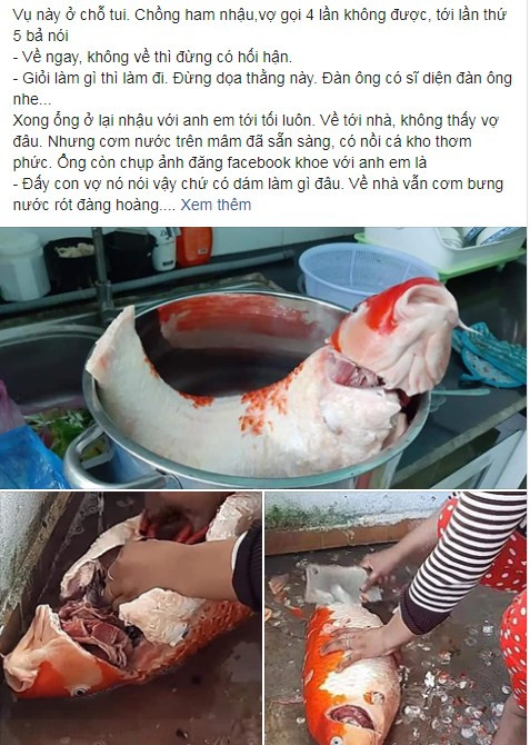 Mới đây, hình ảnh người vợ mang con cá chép Koi có giá trị hàng tỷ đồng của chồng mang đi thịt vì giận anh ta mải nhậu, gọi không về thu hút sự chú ý của dân tình.