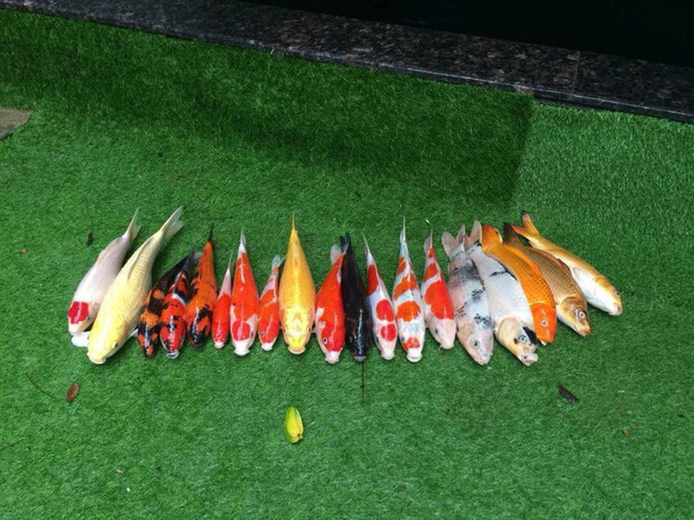 Trước đó, không ít lần dân mạng Việt Nam từng được chứng kiến "cơn thịnh" nộ của các bà vợ khi có chồng "hư" và nạn nhân chính là những con cá có thể lên tới tiền tỷ của các quý ông.