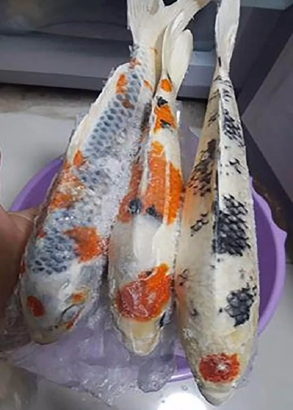 Cá chép Koi là loài cá cánh được nhiều tay chơi "ưa chuộng" bởi những hoa văn, họa tiết trên mình chúng rất phong phú và đa dạng.