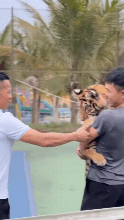 Những ngày gần đây, một "chiến thần ngoại giao" mới nổi trên MXH lại nắm giữ lượng view khủng, đó là bé hổ tên Ngao sống tại Khu du lịch sinh thái Hòn Nhạn, Quốc lộ 48A, Diễn Lâm, Quỳnh Lưu, Nghệ An.