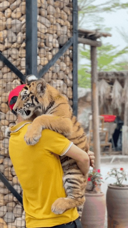 Mặc dù chỉ mới xuất hiện trên TikTok từ đầu tháng 3, bé hổ tên Ngao đã cực kỳ viral với kênh TikTok thu hút 1,8 triệu lượt thích.