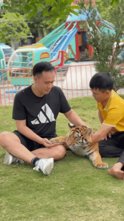 Mặc dù du khách được chạm vào em nhưng theo khuyến cáo của người chăm sóc, người lạ không được bế Ngao để đảm bảo an toàn.