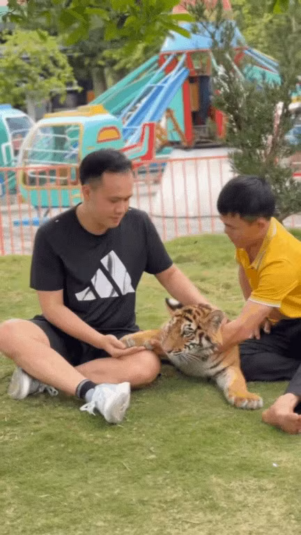 Mặc dù du khách được chạm vào em nhưng theo khuyến cáo của người chăm sóc, người lạ không được bế Ngao để đảm bảo an toàn.