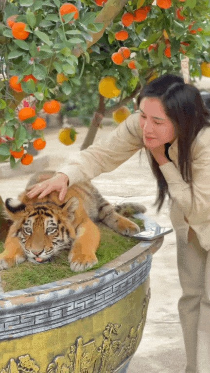 Bỗng trở thành một "chiến thần ngoại giao" kiệm lời nổi tiếng trên mạng, Ngao "đốn tim" dân tình bằng hành động làm nũng đáng yêu, liên tục đòi ba nuôi bế ẵm.