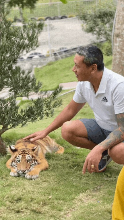 Theo ban quản lý khu du lịch, bé Ngao được nuôi dưỡng từ nhỏ nên rất thân thiện. Tuy nhiên, họ cũng nhấn mạnh việc đảm bảo an toàn cho du khách và bản thân chú hổ. Điều đặc biệt khi các du khách đến thăm thì bé Ngao cũng chăm tương tác, tạo điều kiện cho khách chụp ảnh cùng mình.