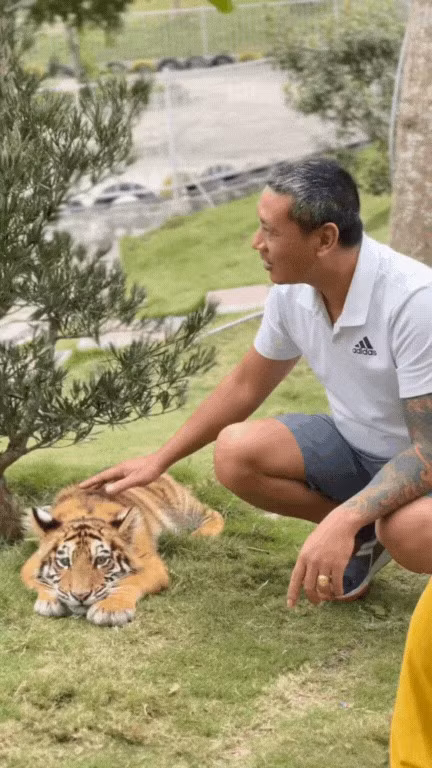 Theo ban quản lý khu du lịch, bé Ngao được nuôi dưỡng từ nhỏ nên rất thân thiện. Tuy nhiên, họ cũng nhấn mạnh việc đảm bảo an toàn cho du khách và bản thân chú hổ. Điều đặc biệt khi các du khách đến thăm thì bé Ngao cũng chăm tương tác, tạo điều kiện cho khách chụp ảnh cùng mình.