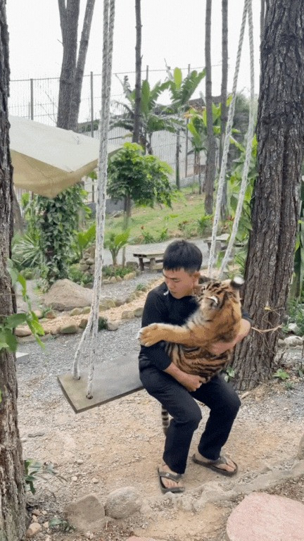 Trong khi những con hổ khác thường tỏ ra hung dữ hoặc thờ ơ với con người, Ngao lại có sở thích đặc biệt: Đòi bế như em bé.