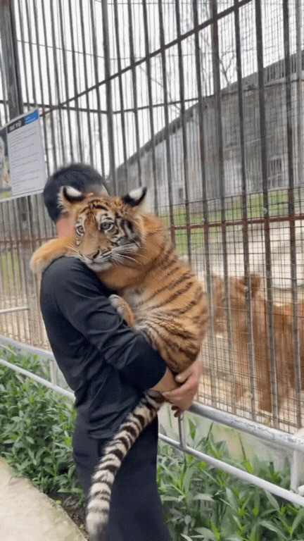 Chỉ vài clip chia sẻ những lần bé Ngao xuất hiện trước khách du lịch và trong khu sở thú, hầu như lần nào cũng được ba nuôi bế ẵm, bé cũng rất quấn quít người.