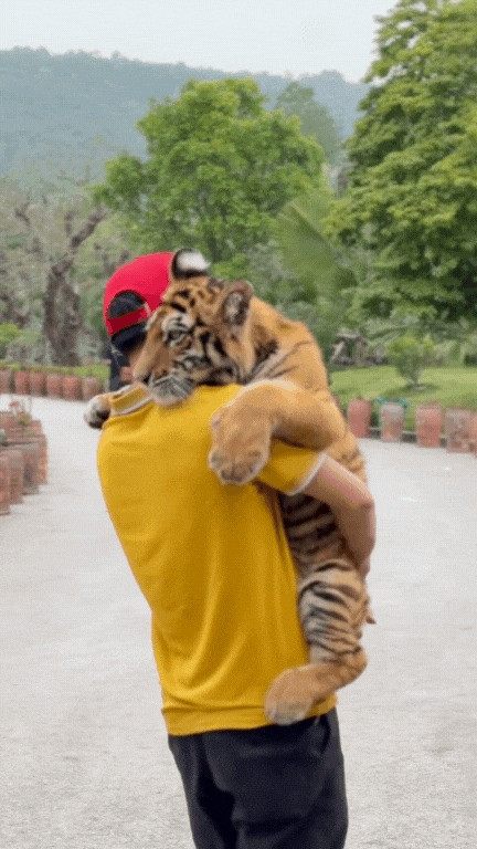 Những clip ghi lại cảnh chú hổ con dụi đầu vào người chăm sóc, nằm dài chờ được vuốt ve, hay thậm chí... "ăn vạ" khi không được ôm ấp khiến MXH "tan chảy".