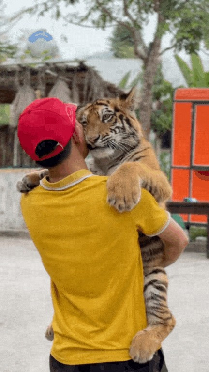 Ngao không phải là bé hổ đầu tiên được nuôi dưỡng tại các khu bảo tồn hay điểm du lịch, nhưng chú lại trở thành hiện tượng nhờ "tính cách đáng yêu khó đỡ".