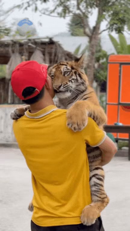 Ngao không phải là bé hổ đầu tiên được nuôi dưỡng tại các khu bảo tồn hay điểm du lịch, nhưng chú lại trở thành hiện tượng nhờ "tính cách đáng yêu khó đỡ".