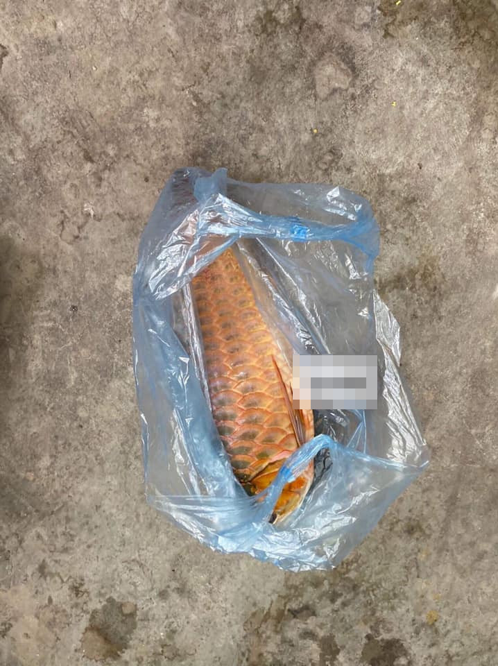 Điển hình như câu chuyện cô vợ để trị chồng ham chơi đã quyết định xử đám cá cảnh mà anh cưng nhất.