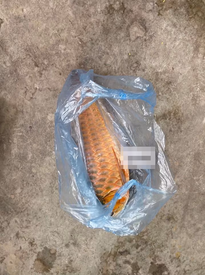 Điển hình như câu chuyện cô vợ để trị chồng ham chơi đã quyết định xử đám cá cảnh mà anh cưng nhất.