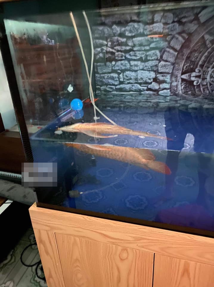 Câu chuyện các ông chồng mê cá chẳng phải xa lạ khi cứ dăm bữa nửa tháng các anh lại lên mạng xã hội để khoe thành tích chăm "đám con cưng" của mình.