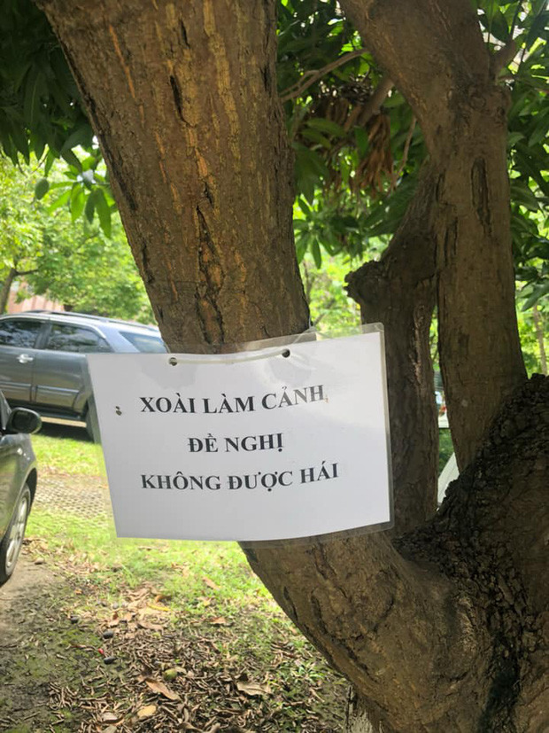 Bình luận về khoảnh khắc này, cư dân mạng hài hước cho hay: "Sau trường mình có cây chôm chôm. Quả nó mới ửng vàng thôi là học sinh tụi nó đã hái ăn hết rồi chứ chưa cần chín!" hay "Chắc thấy học sinh ăn thầy cũng thèm lắm, nhưng tự nhủ với lòng phải là một người giáo viên gương mẫu!"....