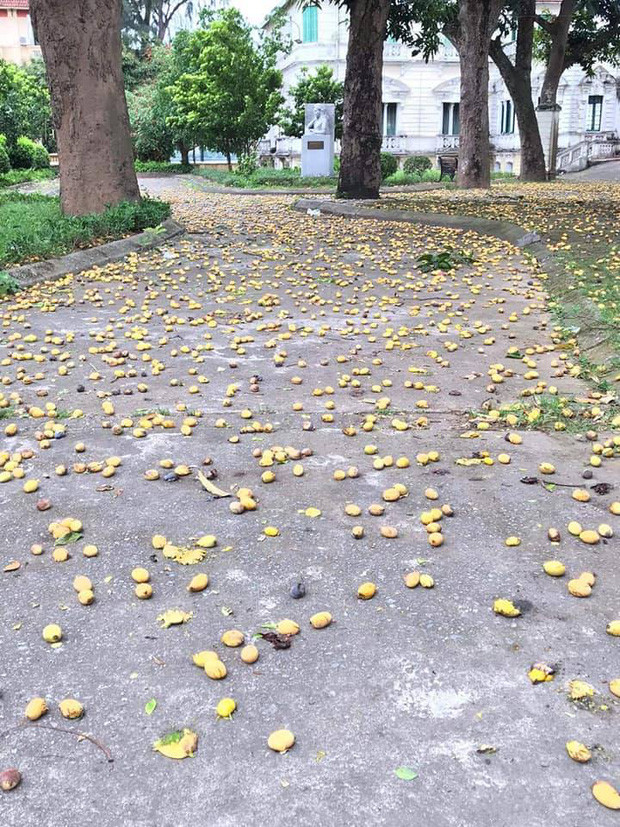 Xem bài đăng về quả xoài trong group Facebook trên mà dân mạng không tin vào mắt mình.