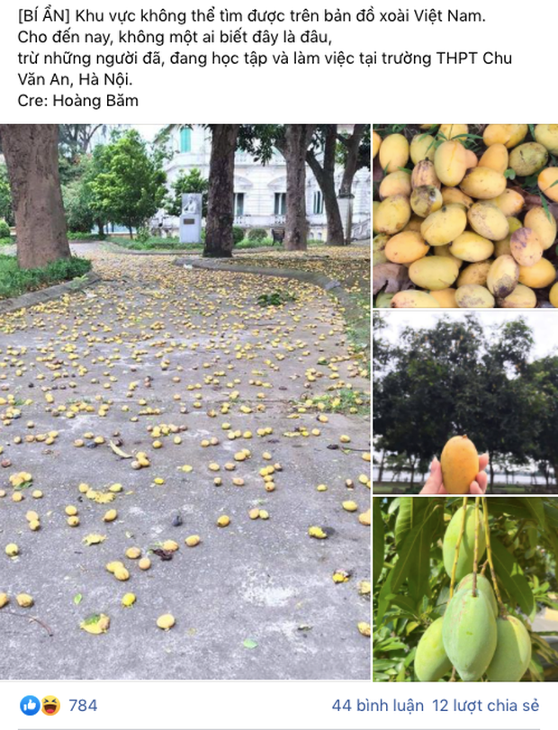 Cách đây chưa lâu, dân mạng cũng ấn tượng với hình ảnh một ngôi trường cấp 3 tại Hà Nội có nhưng quả xoài chín rụng đầy dưới đất nhưng không ai thèm nhặt.