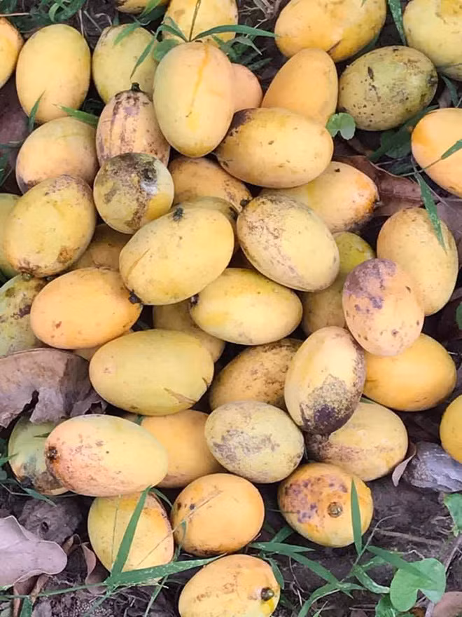 Trong ảnh, có thể thấy cảnh những quả xoài chín vàng nằm la liệt dưới sân, nhìn từ xa cứ tưởng đâu… lá vàng mùa thu rơi.