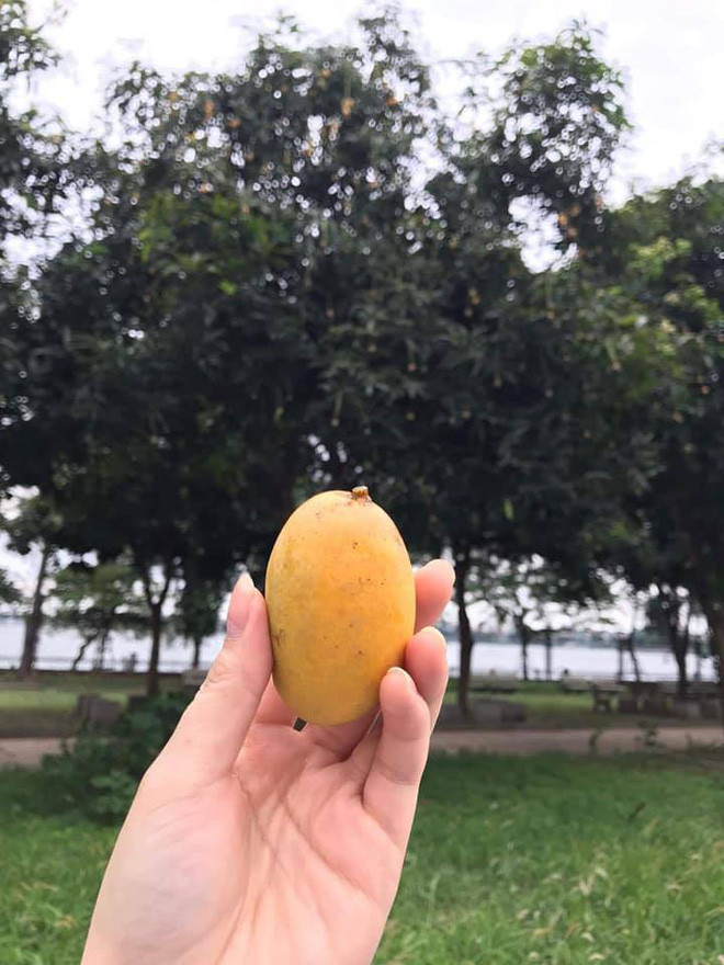 Bên dưới phần bình luận, nhiều cư dân mạng tag tên bạn bè cũ từng học chung trường vào để ôn lại kỷ niệm một thời. Số khác thì tỏ ra tiếc nuối và cho rằng học sinh trường Chu Văn An… ngoan quá, quả chín nhiều vậy mà không nhặt cũng uổng!