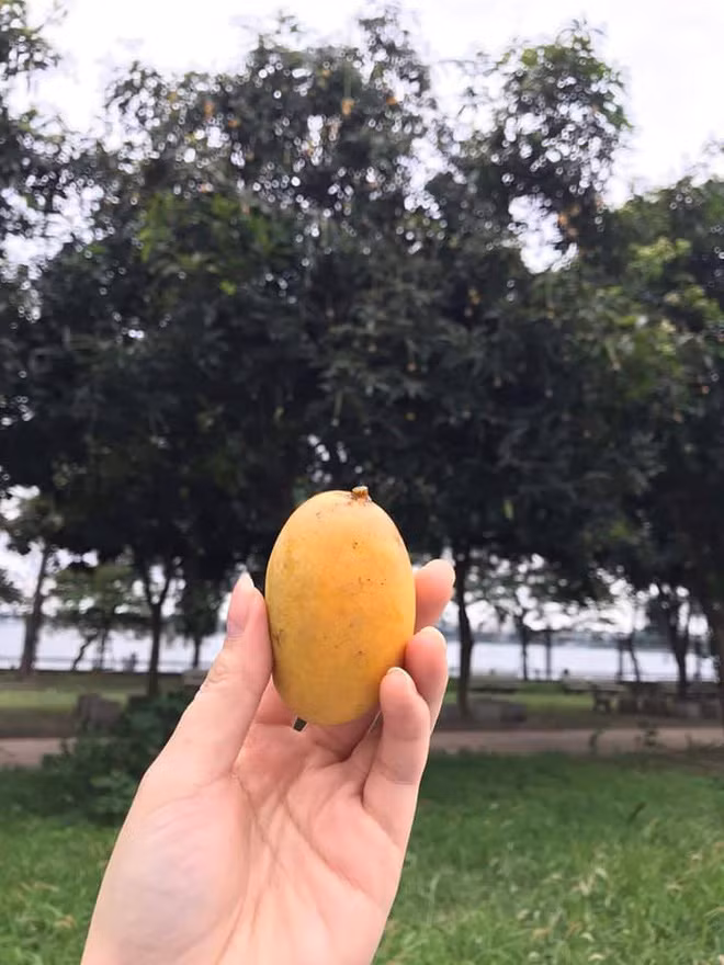 Bên dưới phần bình luận, nhiều cư dân mạng tag tên bạn bè cũ từng học chung trường vào để ôn lại kỷ niệm một thời. Số khác thì tỏ ra tiếc nuối và cho rằng học sinh trường Chu Văn An… ngoan quá, quả chín nhiều vậy mà không nhặt cũng uổng!