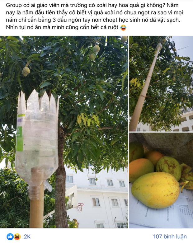 Đối với những cây xoài được trồng trong sân trường trở thành mục tiêu được nhiều học sinh nhắm tới. Vô vàn những chiêu trò được các bạn trẻ nghĩ ra để thưởng thức được loại quả nhìn thôi đã "ứa nước miếng" vì thèm.