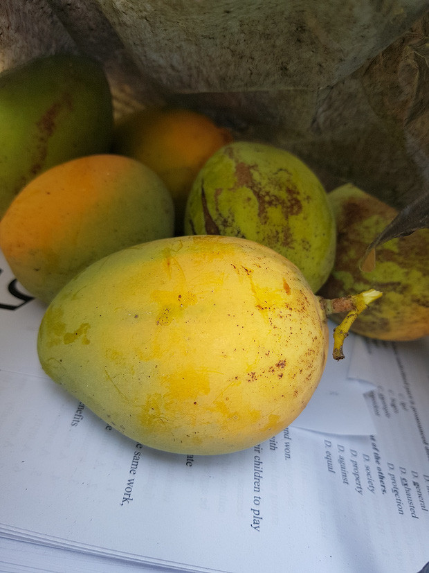 Có thể thấy, cây xoài mọc ở sân trường này khá cao to, quả nào quả nấy cũng chín vàng ươm chứ không xanh lè xanh lét như mấy cây nơi khác.