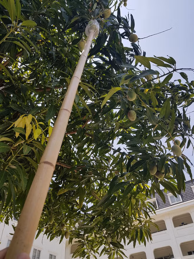 Trên bài đăng, người thầy giáo trẻ hài hước chia sẻ: "Group có ai giáo viên mà trường có xoài hay hoa quả gì không? Năm nay là năm đầu tiên thầy cô biết vị quả xoài nó chua ngọt ra sao, vì mọi năm chỉ cần bằng 3 đầu ngón tay non choẹt là học sinh nó đã vặt sạch. Nhìn tụi nó ăn mà mình cũng cồn hết cả ruột!".