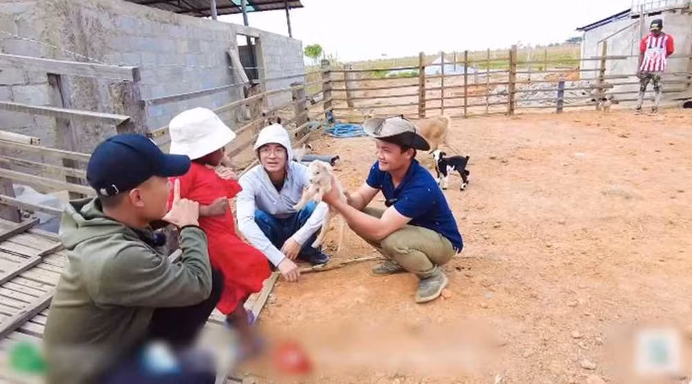 Chuồng lợn ngày xưa bị lốc xoáy giờ chuyển sang thành chuồng nuôi gà. Chủ yếu họ nuôi gà nhỏ, một số ít đã trưởng thành, cho trứng khá to.