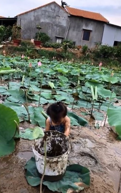Cô chị không sợ em bẩn hay lạnh mà cho bé tha hồ lăn lộn dưới đầm sen, ra cả đồng lúa chơi. Trong một buổi trải nghiệm thực tế cùng chị, em nhỏ bắt được cả xô ốc, hái ngó sen, đài sen, đi chân trần trên cỏ.