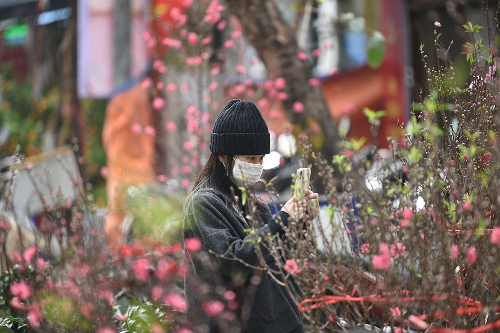 Rời vỉa hè đường Láng, chúng tôi tới chợ hoa Quảng An, nơi dân buôn đào chiếm đại đa số. Với những dòng xe máy tấp nập men theo “đường 5 mét” vào chợ hoa, dường như tiểu thương tại đây không dễ gì lâm vào cảnh ế ẩm vì dịch bệnh.